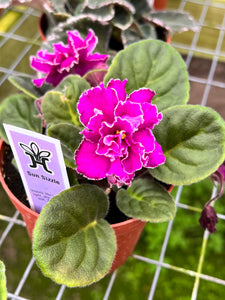 4"  African Violet “Sun Sizzle”