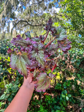 Load image into Gallery viewer, 4&quot; Begonia Harmony’s Daenerys
