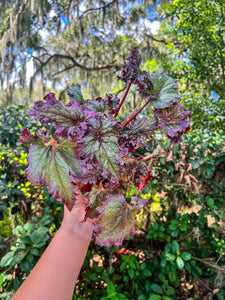 4" Begonia Harmony’s Daenerys
