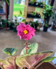Load image into Gallery viewer, 4&quot;  African Violet &quot;Ethel’s Wild Side&quot;

