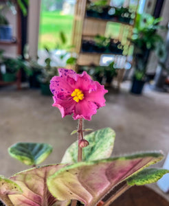 4"  African Violet "Ethel’s Wild Side"