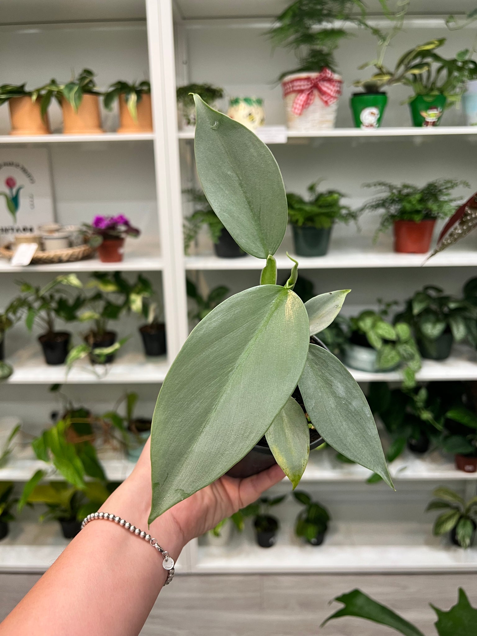 philodendron cordatum silver Philodendron Silver Sword
