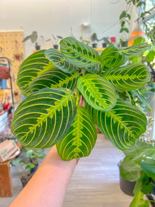 4" Maranta “Lemon Lime”