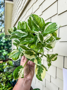 4" N’Joy Pothos