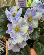 Load image into Gallery viewer, 4&quot;  African Violet &quot;Harmony’s Cotton Candy”
