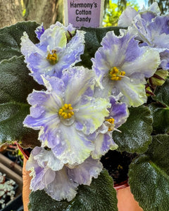 4"  African Violet "Harmony’s Cotton Candy”