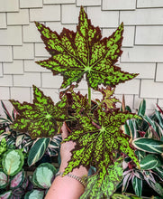 Load image into Gallery viewer, 4" Begonia Rex “Phoe’s Butterscotch”
