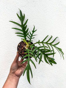 philodendron tortum for sale 4" Philodendron Tortum – Angie's Planties