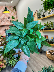 cebu blue pothos buy 6" Cebu Blue Pothos – Angie's Planties