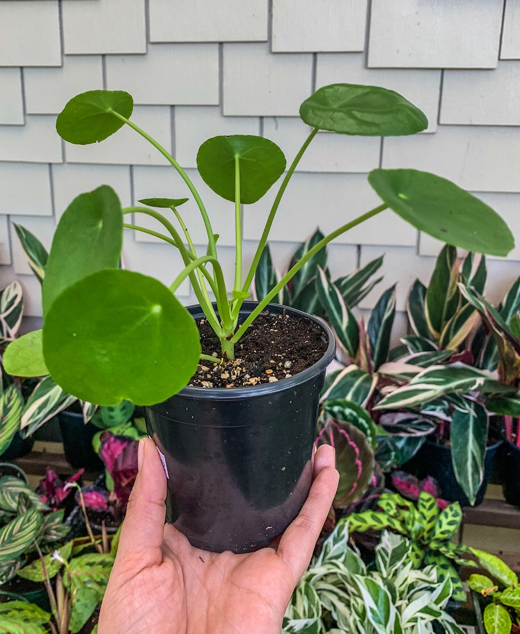 Pilea peperomioides - Chinese Money 4”