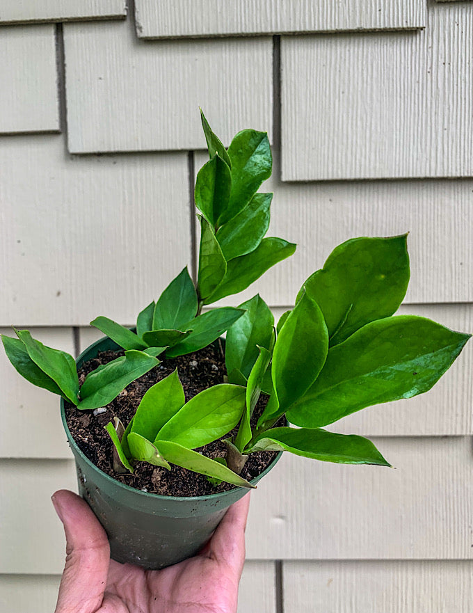 4 zz plant ZZ Plant