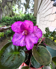Load image into Gallery viewer, 4&quot;  African Violet &quot;Sergeant Pepper&quot;
