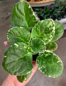 4"  African Violet "Cajun Popcorn”