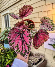 Load image into Gallery viewer, 4&quot; Begonia Rex “ Harmony’s Amber”
