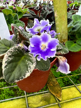 Load image into Gallery viewer, 4&quot;  African Violet “ RS Ariel”
