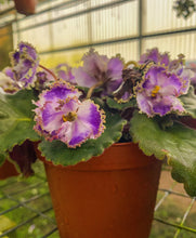 Load image into Gallery viewer, 4&quot; African Violet &quot;Kei Yoki&quot;
