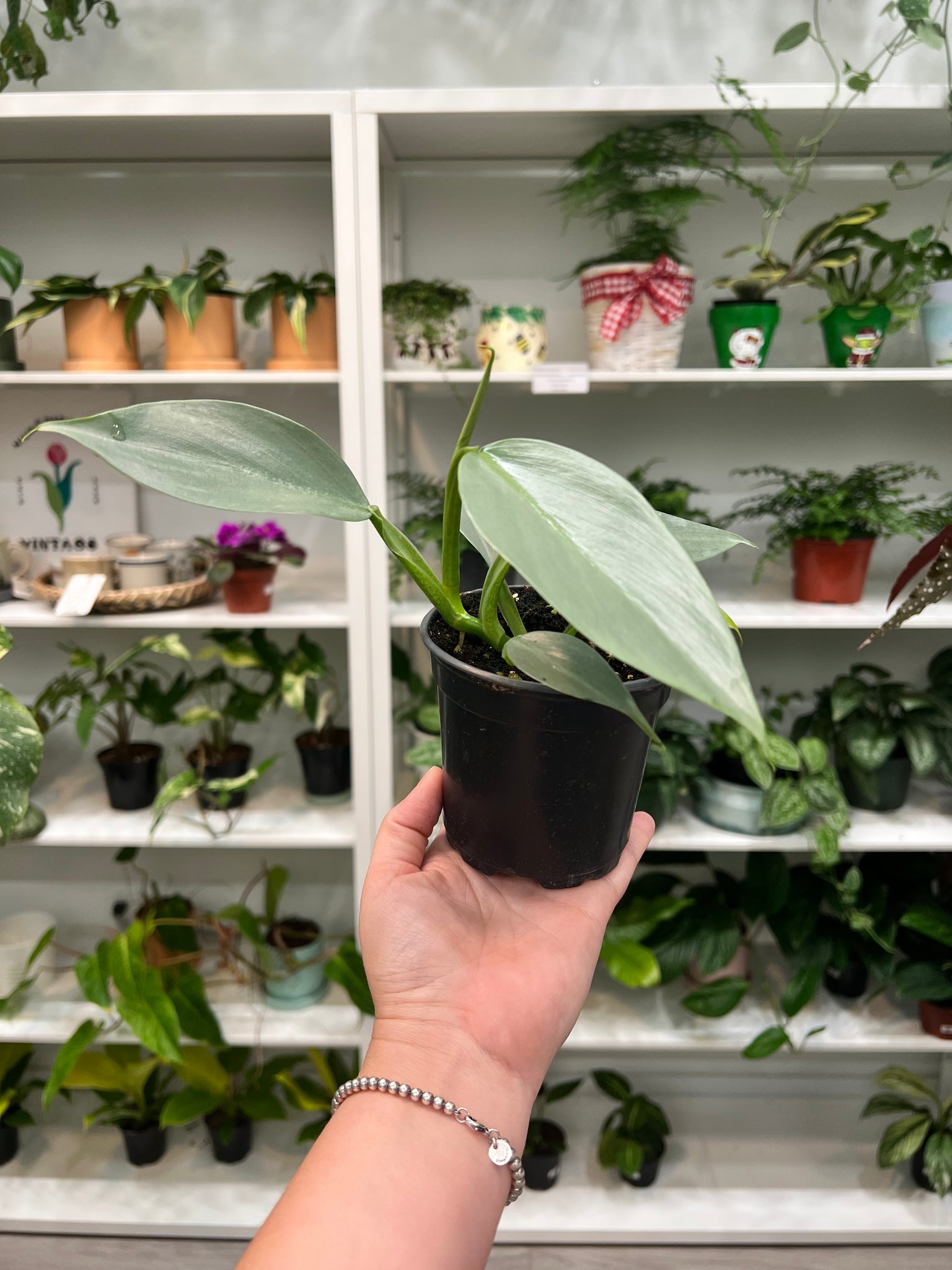 philodendron silver sword narrow Philodendron Silver Sword