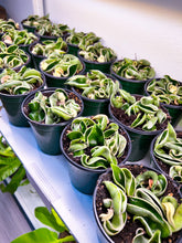 Load image into Gallery viewer, 4” Hoya Compacta Variegated &quot;Hindu Rope Variegated” - 3 plants in pot
