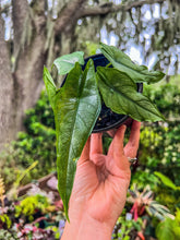 Load image into Gallery viewer, RARE Alocasia Heterophylla ‘Dragons Breath’ Baginda Jewel Elephant Ear
