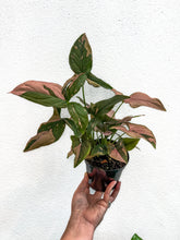 Load image into Gallery viewer, 4” Syngonium Pink Splash
