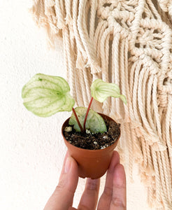 2" Peperomia Harmony’s Gold Dust / Variegated Watermelon