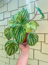 Load image into Gallery viewer, 6&quot; Peperomia Harmony’s Gold Dust / Variegated Watermelon
