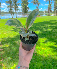 Load image into Gallery viewer, 4&quot; Ficus Elastica Tineke Variegated Rubber Tree
