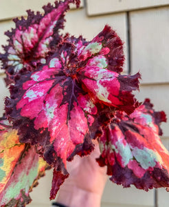 4" Begonia “Harmony’s Dance of Dragons 🐉 ”