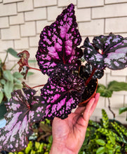 Load image into Gallery viewer, Begonia Rex “ Harmony’s Twisted Sister”

