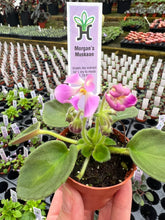 Load image into Gallery viewer, Mini African Violet “Morgan’s Muskaan“
