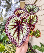 Load image into Gallery viewer, 4&quot; Begonia Rex “Fireworks”
