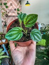 Load image into Gallery viewer, 4&quot; Peperomia dragon skin
