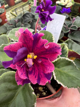 Load image into Gallery viewer, 4&quot;  African Violet “VAT Real Life”
