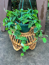 Load image into Gallery viewer, 8&quot; Scindapsus Silver Satin hanging basket
