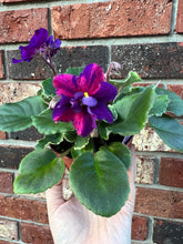 Load image into Gallery viewer, 4&quot;  African Violet “VAT Real Life”
