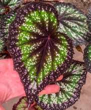 Load image into Gallery viewer, 4" Begonia Rex “Nightfall”
