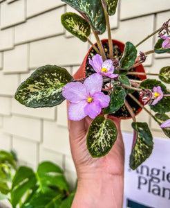 4"  African Violet "Genetic Blush"