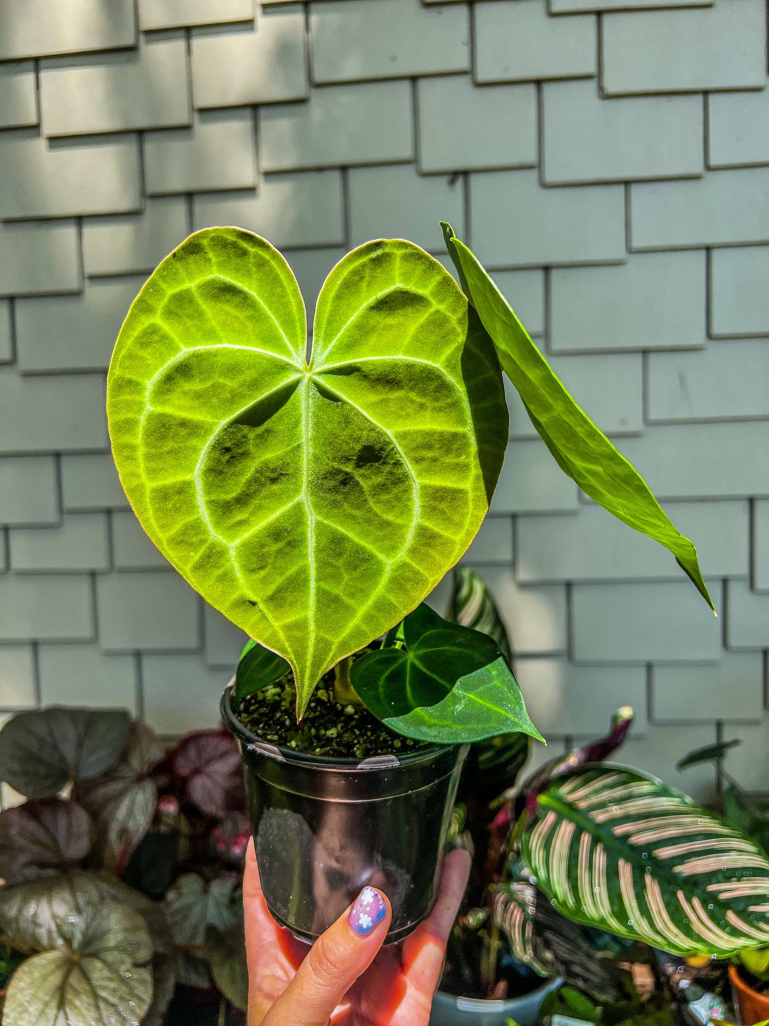 cineraria anthurium Anthurium Clarinervium 4" – Angie's Planties