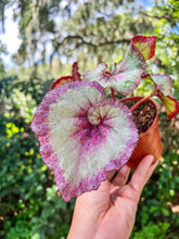 Load image into Gallery viewer, 4” Begonia Rex “Harmony’s Cupid”
