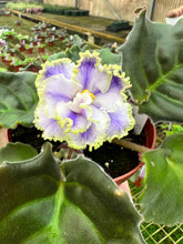 Load image into Gallery viewer, 4&quot; African Violet &quot;Kei Yoki&quot;
