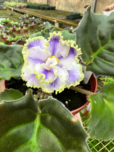 4" African Violet "Kei Yoki"
