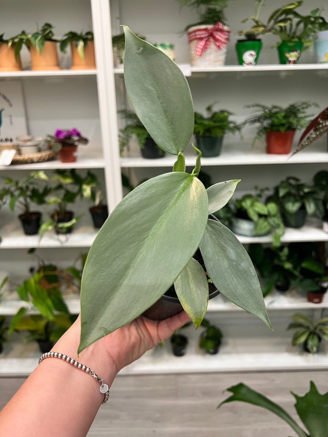 philodendron hastatum silver sword Philodendron Silver Sword