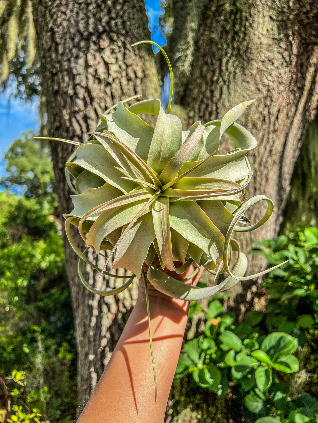 Tillandsia xerographica 6” - 7” wide