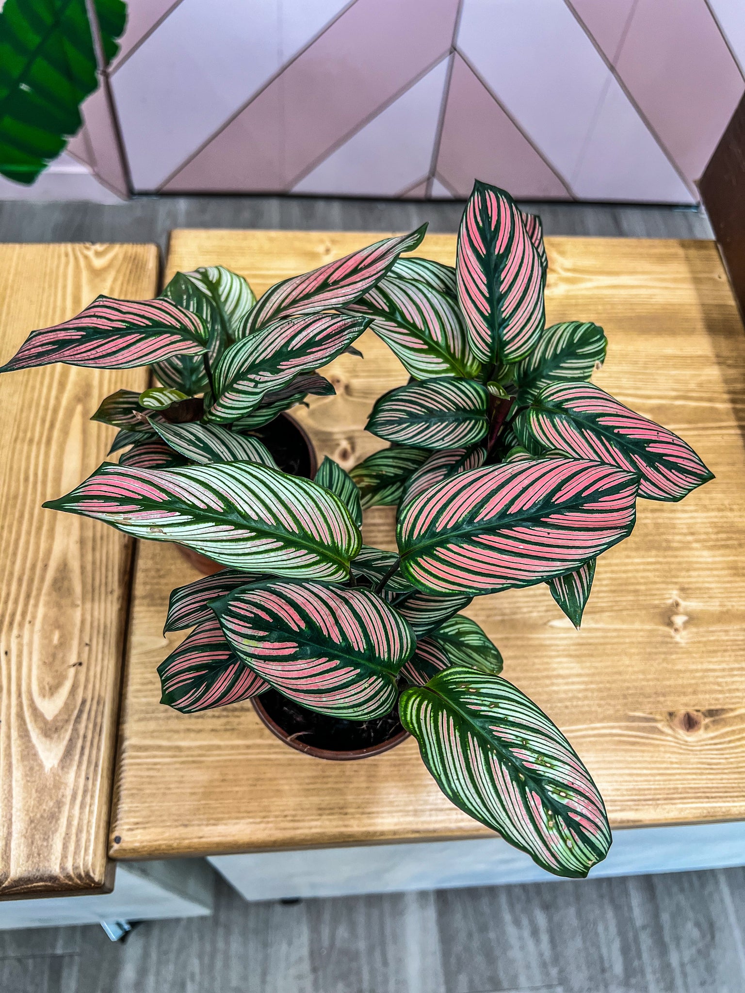 white star prayer plant 4" Calathea "White Star" – Angie's Planties