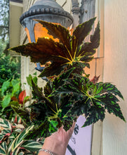 Load image into Gallery viewer, 4" Begonia Rex “Unique”

