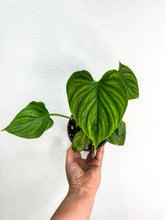 Load image into Gallery viewer, 4&quot; Philodendron plowmanii
