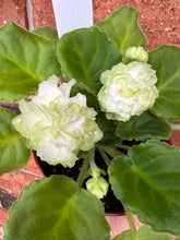 Load image into Gallery viewer, 4&quot; African Violet “Spring Rose”
