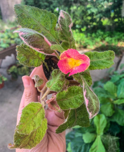 2” Episcia Picasso