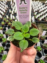 Load image into Gallery viewer, Mini African Violet “Hunter’s Butterfly Kisses“

