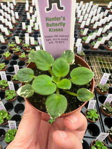 Mini African Violet “Hunter’s Butterfly Kisses“